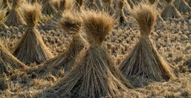 Case In Paglia Di Ri...