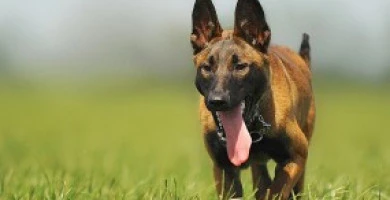 Animali Nel Condomin...