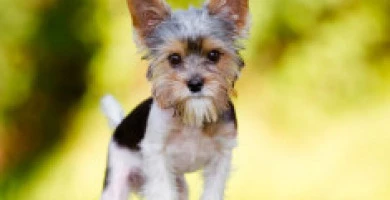 Come Preparare La Ca...