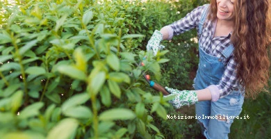 Piantine Per Siepe C...