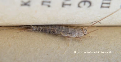 Come Eliminare I Fas...